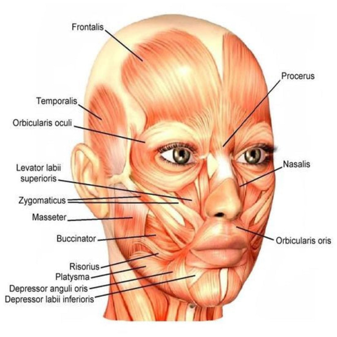 Anatomy & Physiology - Levels 2-7