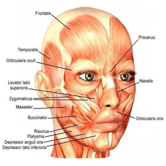 Anatomy & Physiology - Levels 2-7